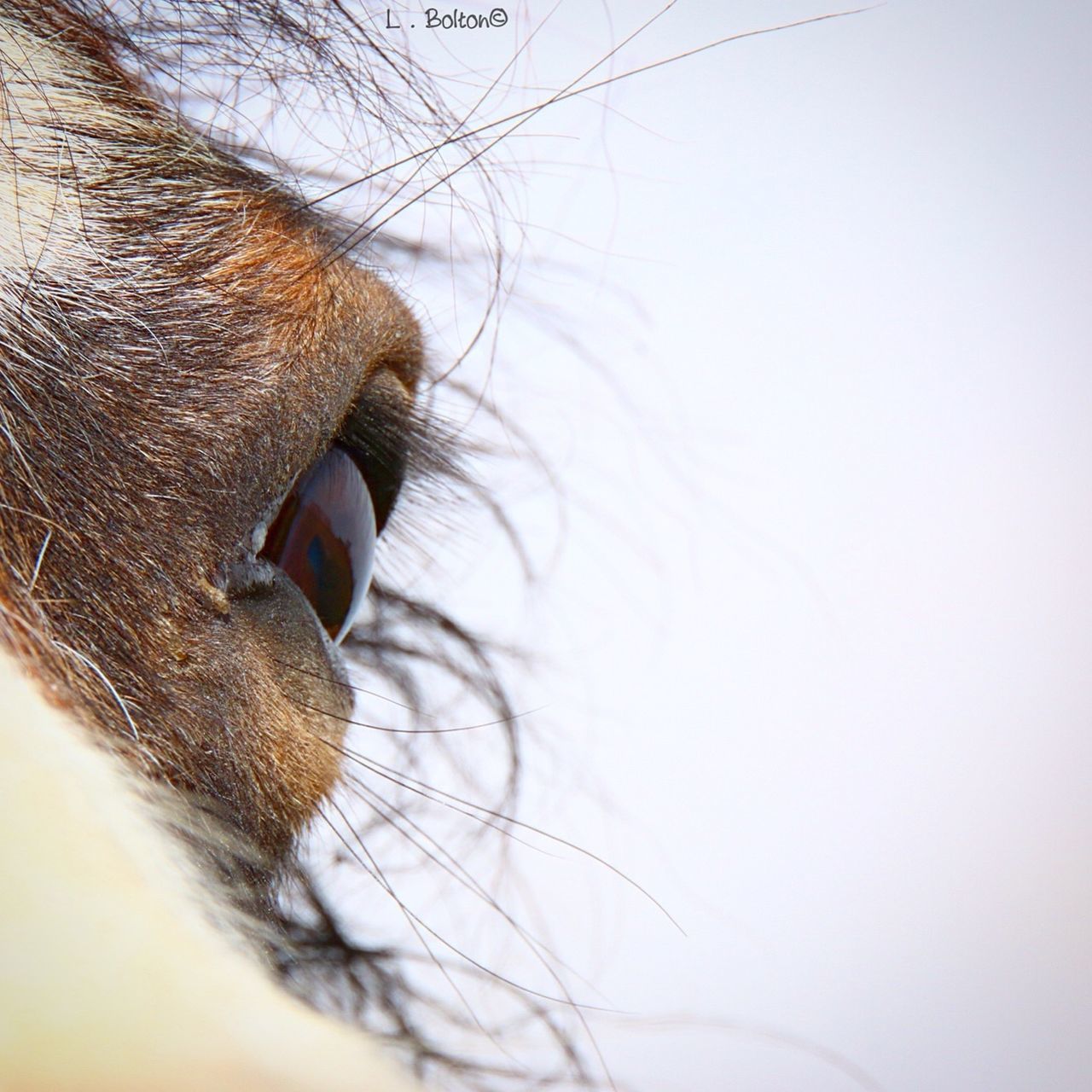 eyelash, one animal, eyesight, human body part, close-up, animal themes, domestic animals, human eye, sensory perception, iris - eye, eyeball, pets, outdoors, mammal, day, people