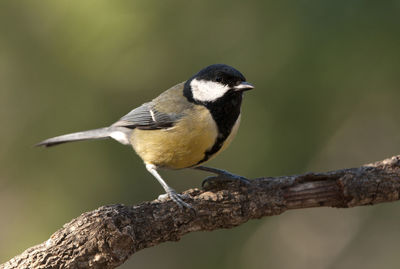 Close-up of bird perching on branch