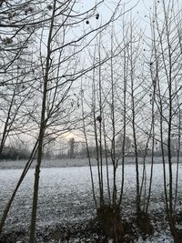 Bare trees on snow covered land against sky