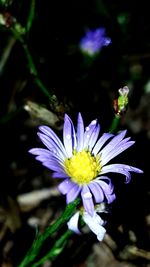 Close-up of purple crocus blooming outdoors