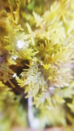 Close-up of yellow flower