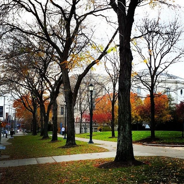 tree, building exterior, architecture, built structure, autumn, park - man made space, grass, branch, city, tree trunk, bare tree, change, lawn, park, sky, street, incidental people, road, growth, outdoors