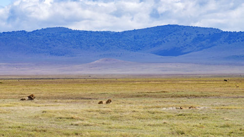 Cheetah on field against mountain