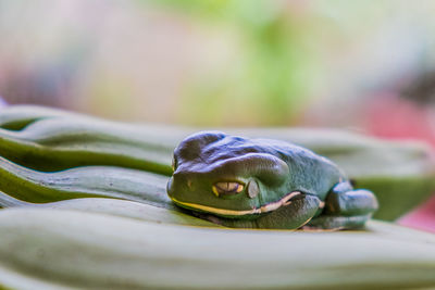 Close-up of a turtle