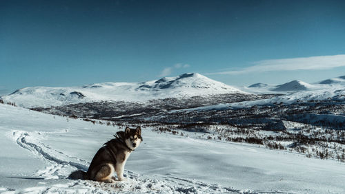 View of horse on snowcapped mountain against sky