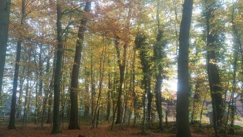 Trees in forest