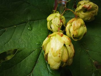 Close-up of fruit growing on plant