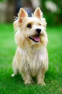 Cute norwich terrier dog playing on green grass
