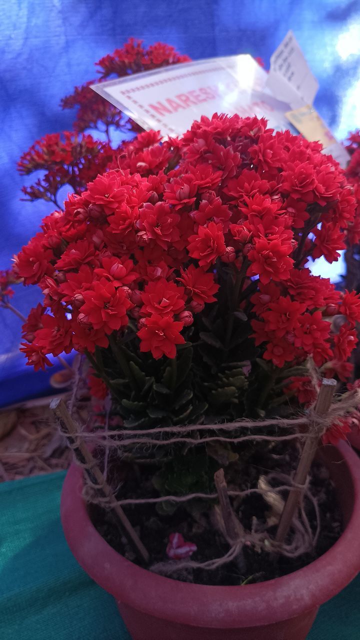 plant, red, flower, flowering plant, nature, no people, freshness, beauty in nature, growth, flowerpot, close-up, fragility, outdoors, art, container, day, leaf