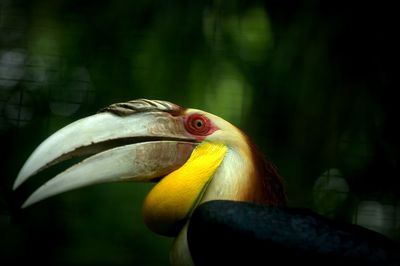 Close-up of yellow bird