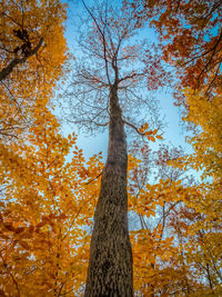 Low angle view of tree against sky