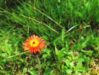 Close-up of flower blooming outdoors