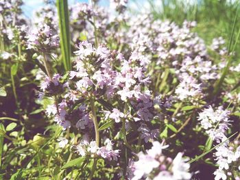 Close-up of purple flowering plant