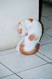 High angle view of cat on tiled floor