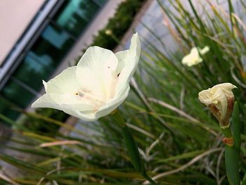 Close-up of plant against blurred background