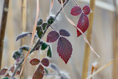 Close-up of plant