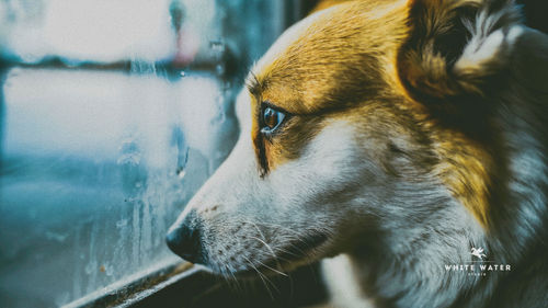 Close-up of dog looking away