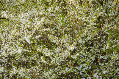 Full frame shot of cherry blossom tree