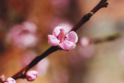 Close-up of pink flowers