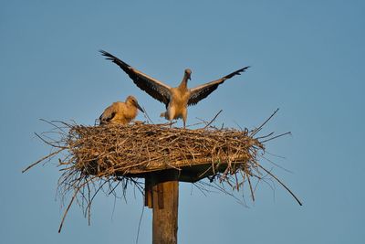 Low angle view of birds in nest against clear sky
