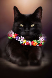 Portrait of black cat sitting on floor