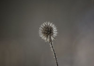 Low angle view of dandelion on plant
