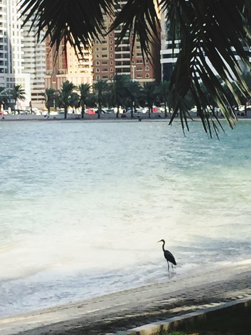 bird, animal themes, water, sea, beach, animals in the wild, one animal, wildlife, shore, sand, built structure, seagull, architecture, wave, nature, flying, building exterior, day, motion, incidental people