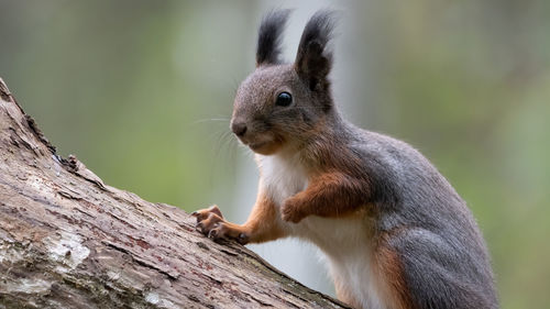 Close-up of squirrel on tree trunk