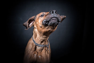 Close-up of dog against black background