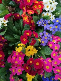 High angle view of multi colored flowering plant