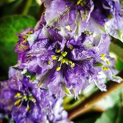 Close-up of purple flowers