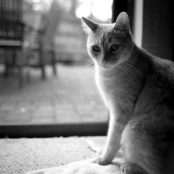 Close-up portrait of cat