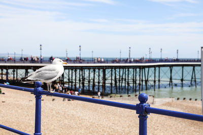 Seagull perching on railing against sea