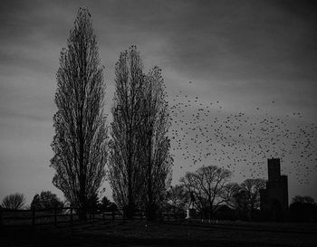 Bare trees against sky