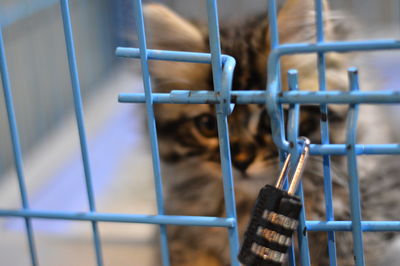 Close-up of  a cat  in cage