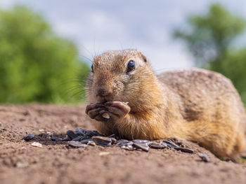 Close-up of squirrel