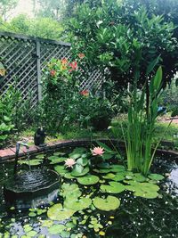 Scenic view of lake and plants