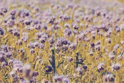 Close-up of purple flowering plants on field