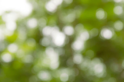 Defocused image of tree against blurred background