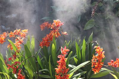 Close-up of orange flowering plants