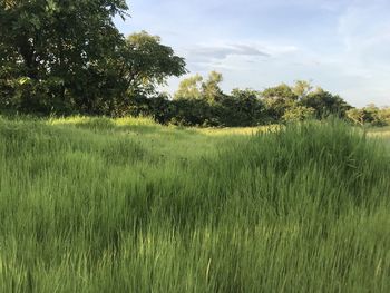 Scenic view of grassy field against sky