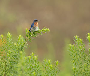 animal wildlife