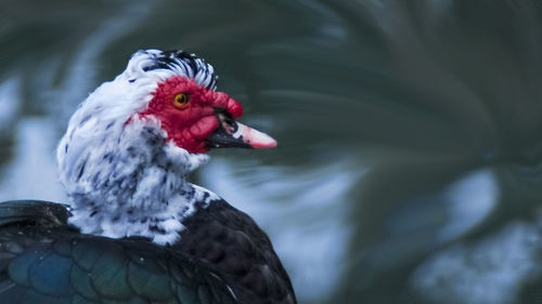 Close-up of bird in water