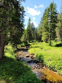 Scenic view of waterfall in forest against sky