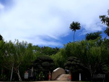 Palm trees and plants against sky