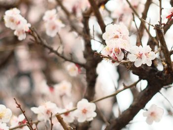 Close-up of cherry blossoms in spring