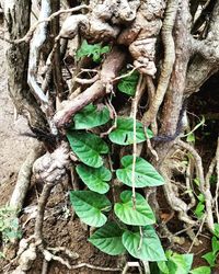 Close-up of tree roots