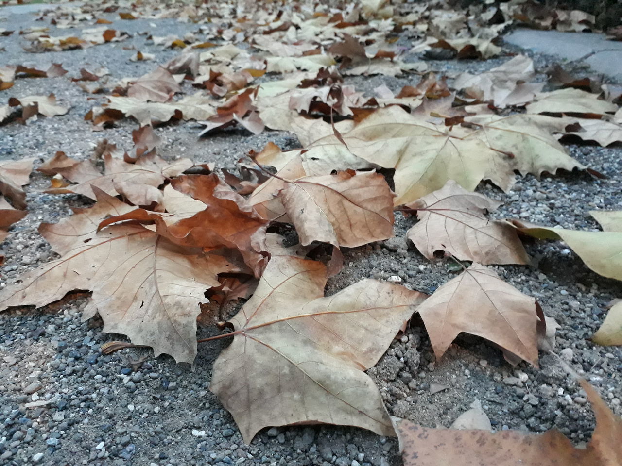 HIGH ANGLE VIEW OF DRY MAPLE LEAVES ON ROAD