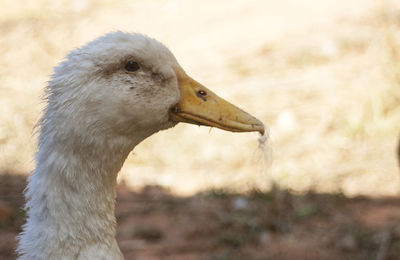 Close-up of a goose