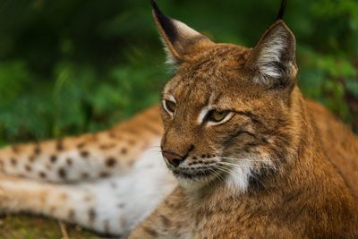 Close-up of a cat looking away